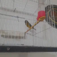 قناری نر مست خون