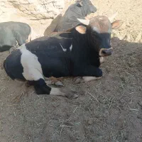 گوساله نر