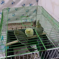 سه عددجوجه عروس هلندی فروشی