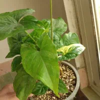 فروش ویژه گل های سینگونیوم|گل و گیاه طبیعی|بجنورد, |دیوار