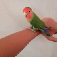 طوطی برزیلی|پرنده|چاه ورز, |دیوار