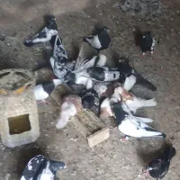 کبوتر سینه سیاه و کله زرد