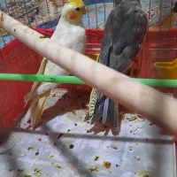 عروس هلندی جوجه رام و دستی سن دو ماهه