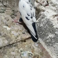 دو جفت کفتر فروشی روی هم|پرنده|جیرفت, |دیوار