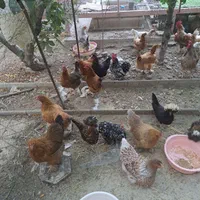 تخم نطفه دار ویادونت، برهما، لهستانی، کوشین ،لری|حیوانات مزرعه|شاهین‌شهر, مخابرات (شهید بهشتی)|دیوار