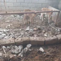 گاو|حیوانات مزرعه|مسجد سلیمان, |دیوار