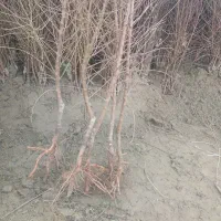 نهال بادام اصل مامایی