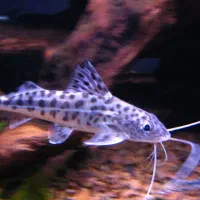 پیکتوس کت فیش