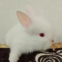 خرگوش جرسی نژاد دار کوچولو ملوس