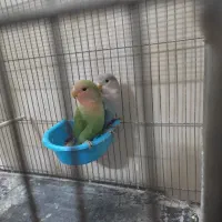 کوتوله دستی