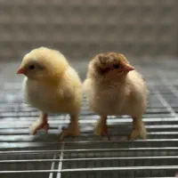 جوجه برهما زینتی