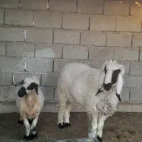 بره نر و یک میش چاق و چله