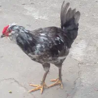 خروس گلین