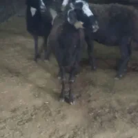 میش افشاری|حیوانات مزرعه|خنداب, |دیوار