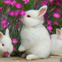 خرگوش ناز و شیطون