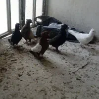 5تا کفتر خوب