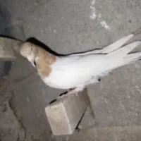 کفتر ماده|پرنده|کرمان, |دیوار