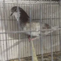 کبوتر|پرنده|رشت, دروازه لاکان|دیوار