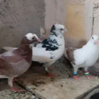 کفتر پرشی و جفتکاه