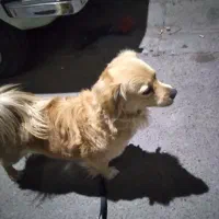 سگ اشپیتز پامر