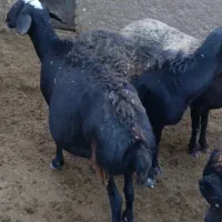 میش قزل