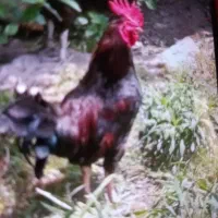 خروس یکساله یک تومن