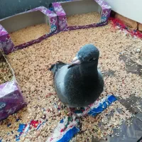 جوجه پلاکی مسافتی|پرنده|زرند, |دیوار