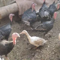 بوقلمون برنز