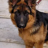 ژرمن شولاین اصیل|سگ|چالوس, |دیوار