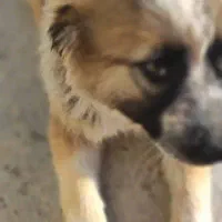 شاه توله سرای|سگ|کرج, خرمدشت|دیوار