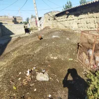 کود گوسفند (کود)