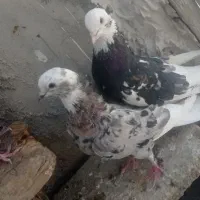 یه جفت شازه سرور تازه بالغ شدنه|پرنده|تهران, اتابک|دیوار
