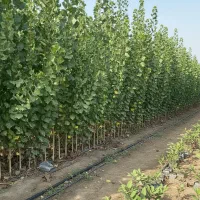 نهال صنوبر آماده برای کاشت حرفه‌ای|خدمات باغبانی و درختکاری|اردبیل, |دیوار