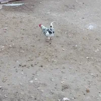 خروس|حیوانات مزرعه|دلبران, |دیوار