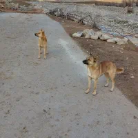 سگ باهوش|سگ|بیرانوند, |دیوار