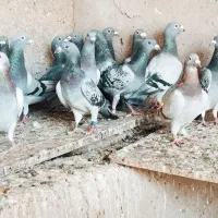 کبوتر جفتی ودوری