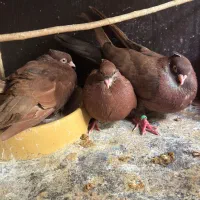 کفترسرخ واکسی ابادانی