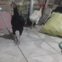 مرغ وخروس