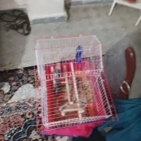 عروس هلندی