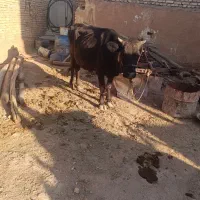 گاو گلپایگانی روزی 8کیلو شیر بدون گوساله