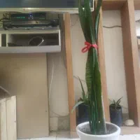 گل سانسوریا با گلدان
