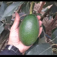 نهال آووکادو اصلاح شده