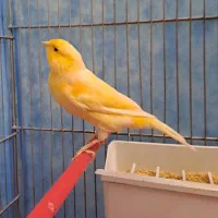 قناری نر بخون درشت و کشیده