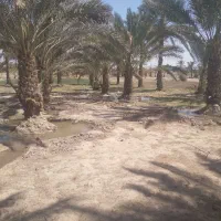 زمین باغی|فروش زمین و ملک کلنگی|جیرفت, |دیوار