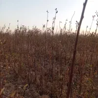 نهال پیوند بالا