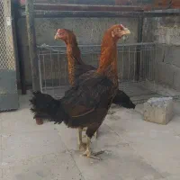 مرغ لاری افغان اصیل|حیوانات مزرعه|مشهد, امیرآباد|دیوار