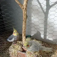 یه جفت عروس هلندی