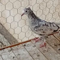  جیر|پرنده|قم, شاه سید علی|دیوار