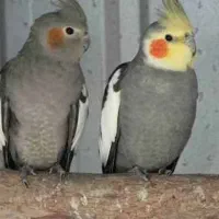 عروس هلندی مولد سخنگو