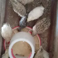جوجه بلدرچین